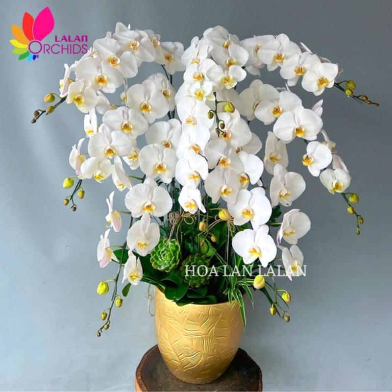 Chiêm ngưỡng vẻ đẹp thanh lịch tinh tế của hoa lan Hồ Điệp trắng